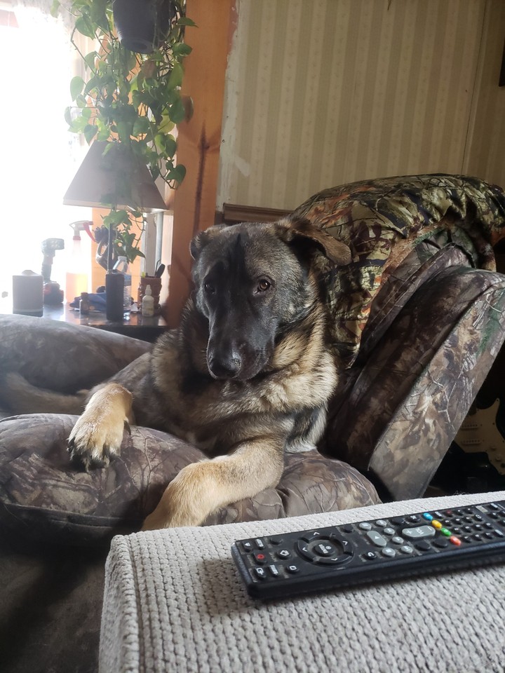 Nanook