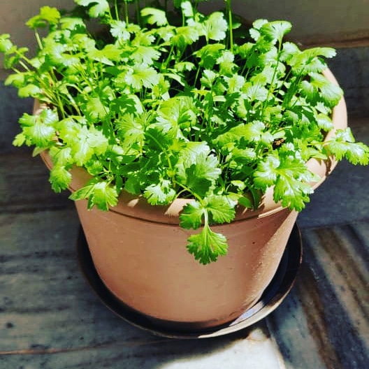 Green Coriander
