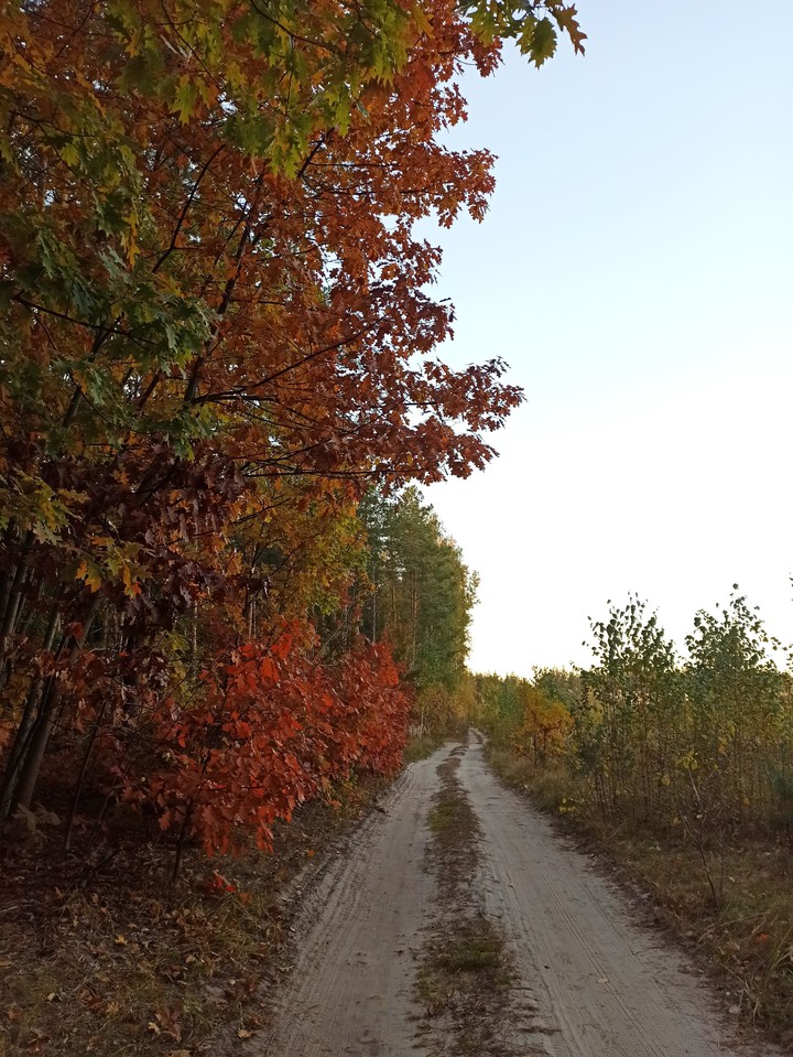 autumn