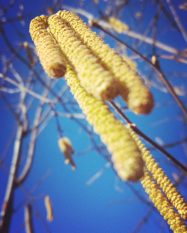 #blue & #yellow