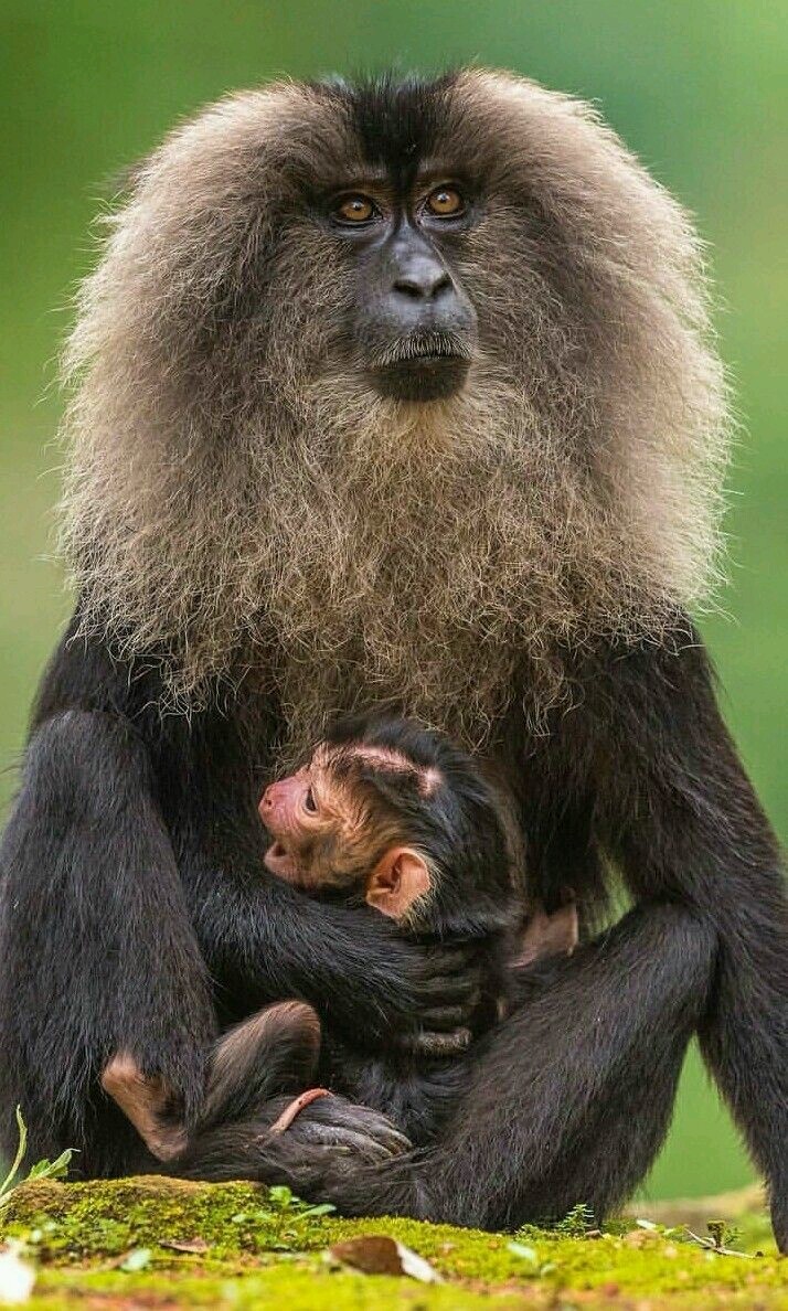 animais selvagens
