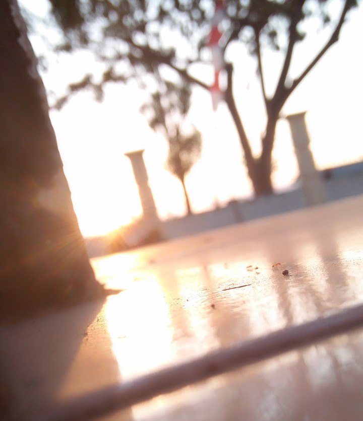 ant