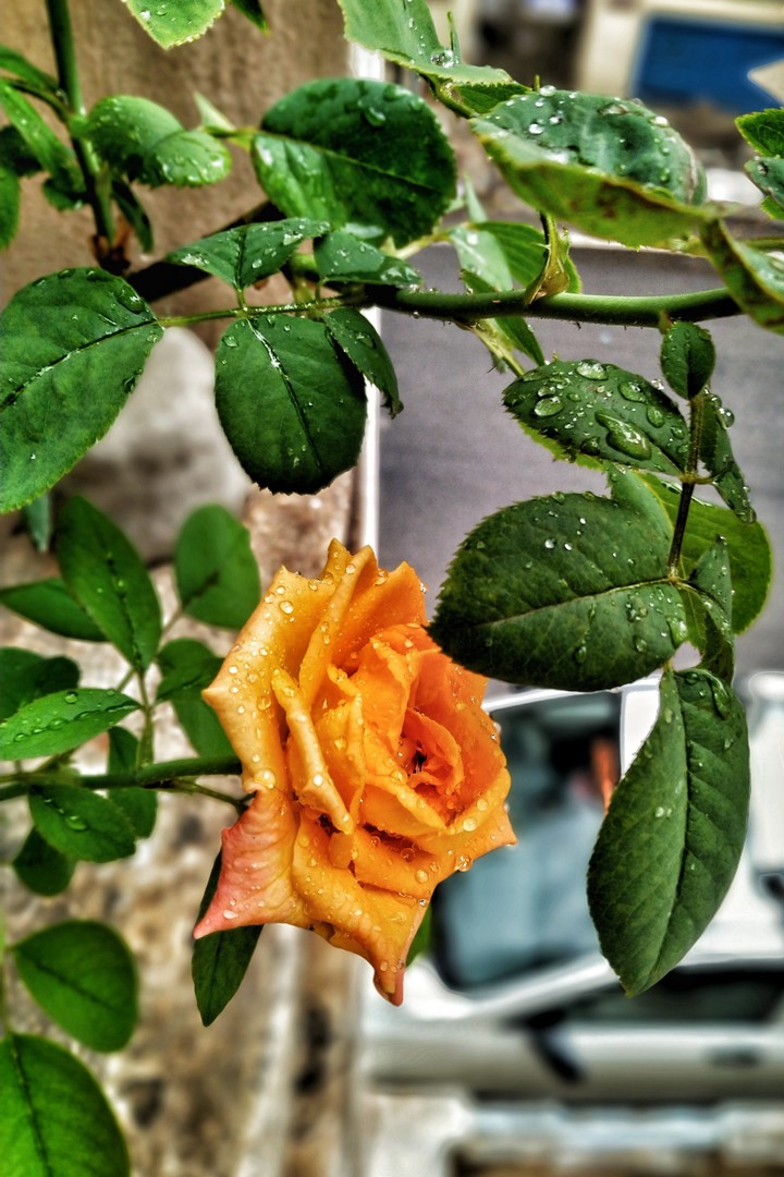 Rain and flowers!!