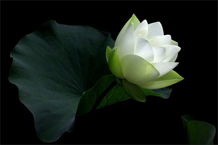 Lotes Flower