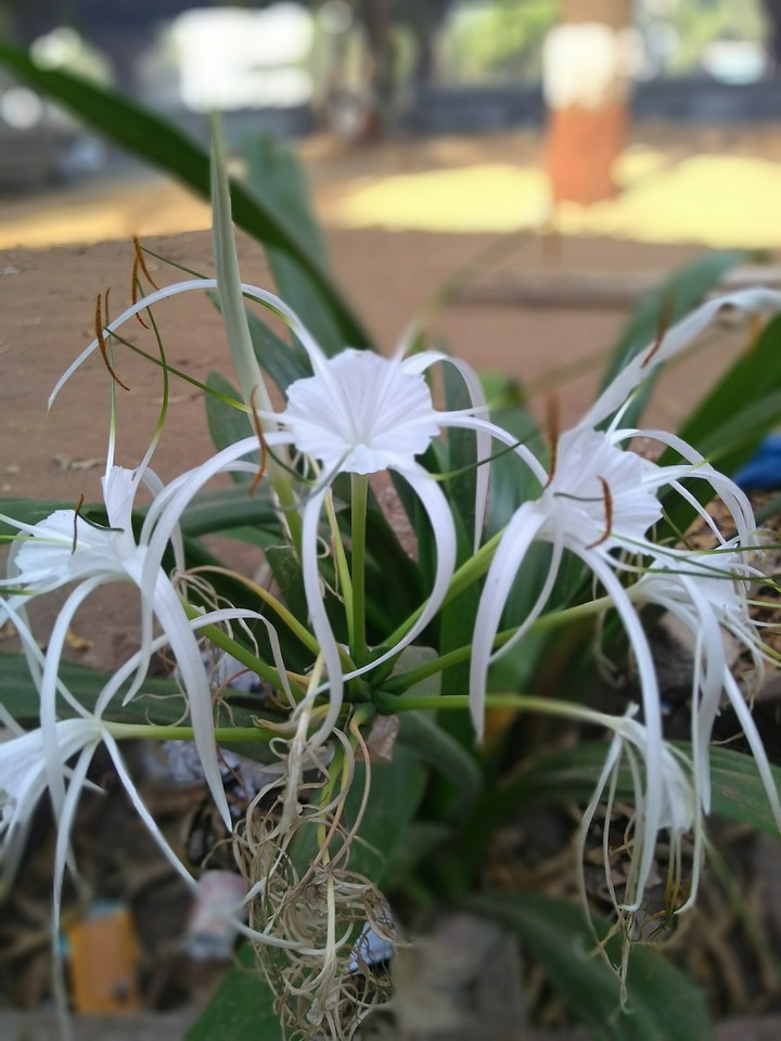 flower