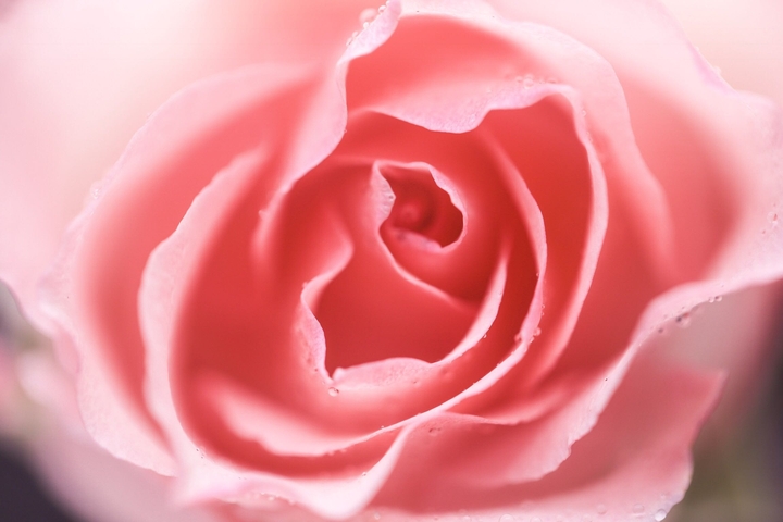 꽃2