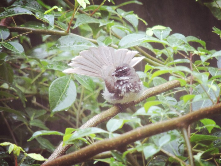 A fan tail 