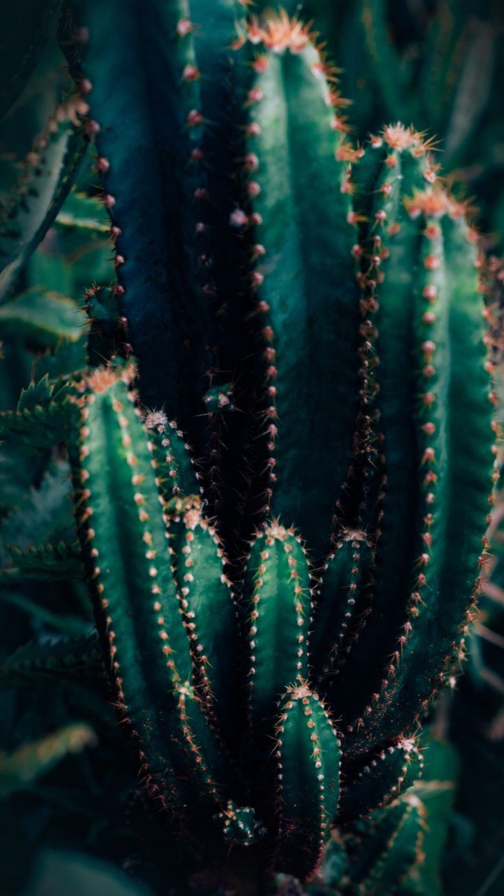 cactus