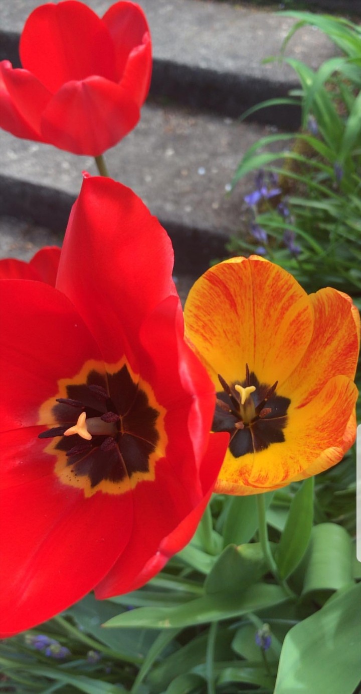 spring ?