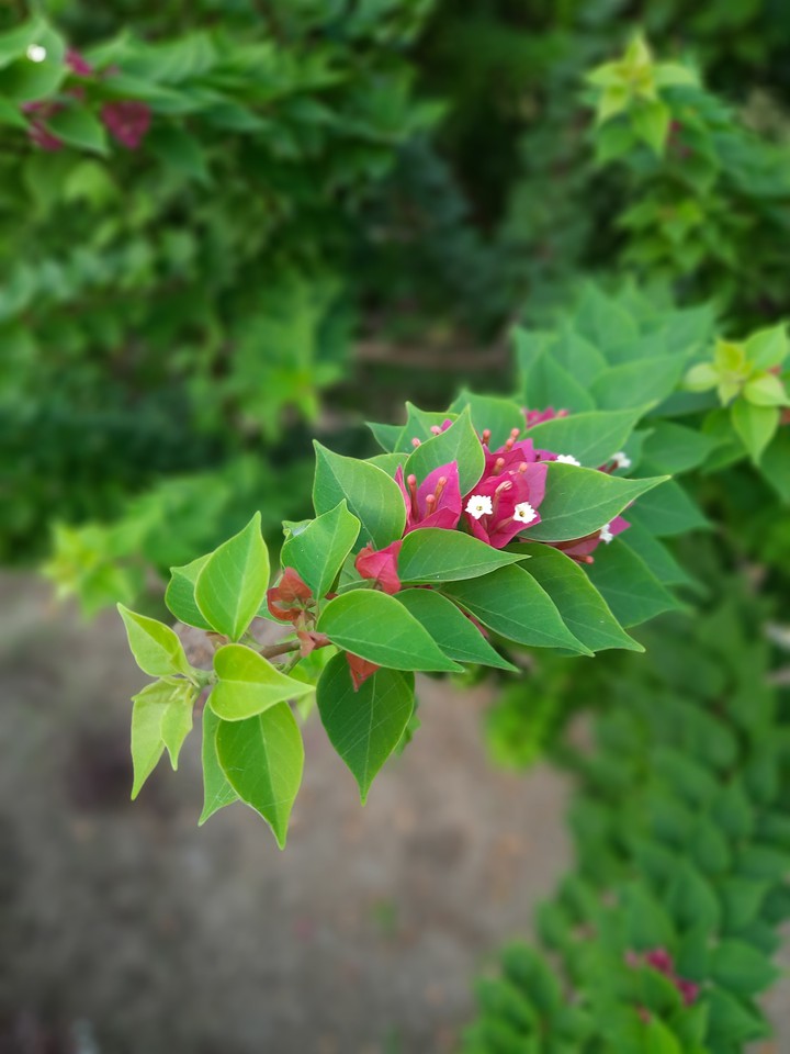 flower