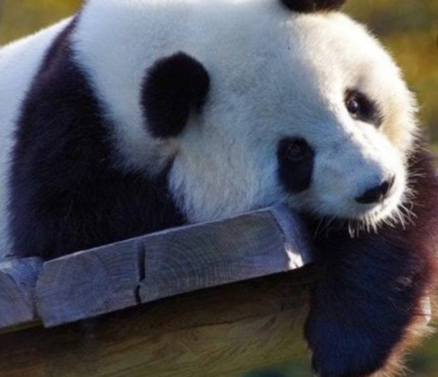 cute panda