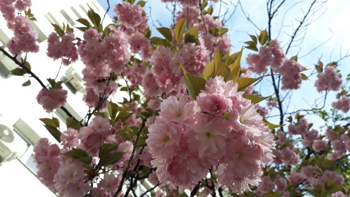 spring