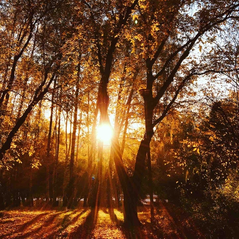 Autumn