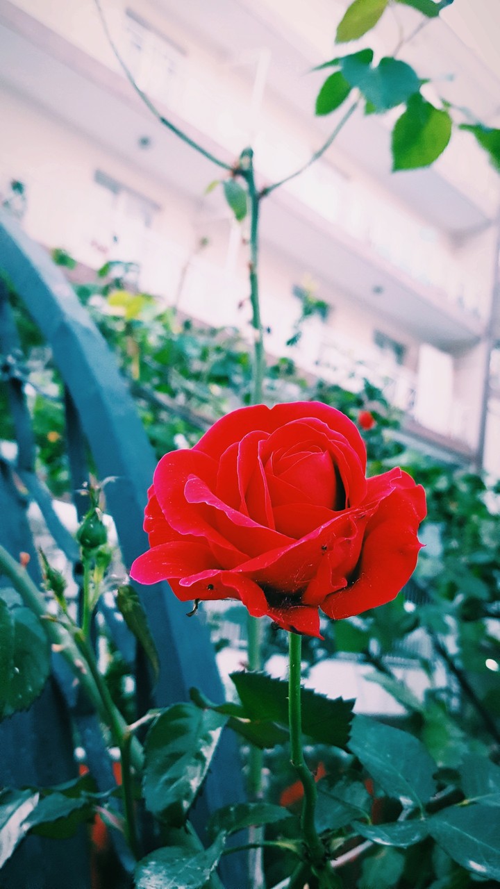 The Rose