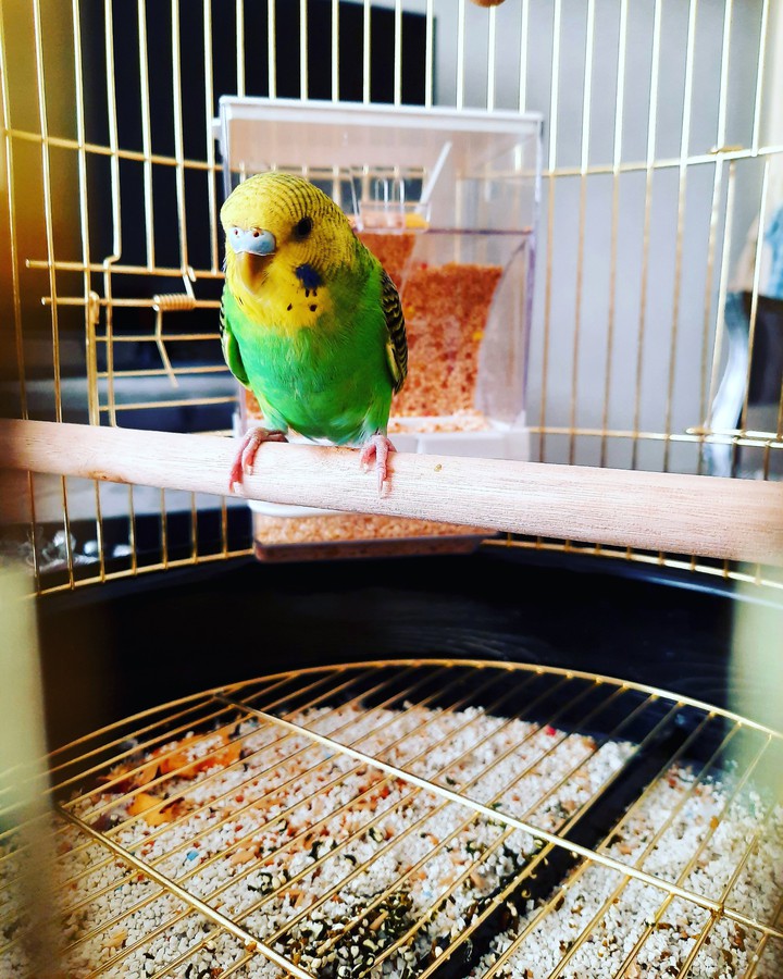 bird