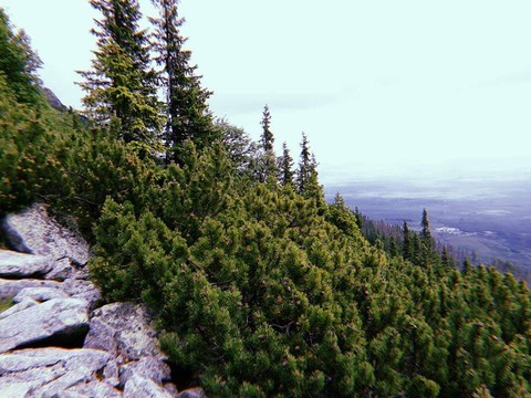 тапети plant, sky