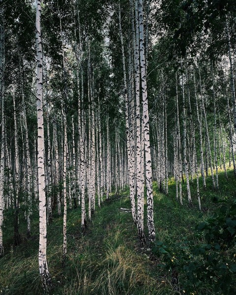 шпалери ecoregion, grass