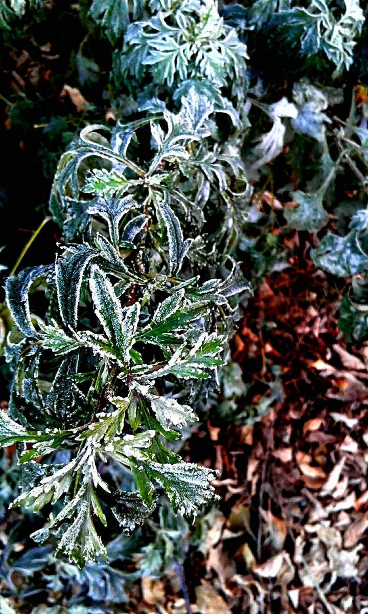 Plant