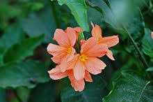 firecracker flower