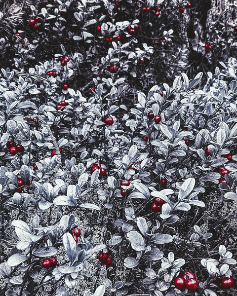 freezing, flower wallpapers