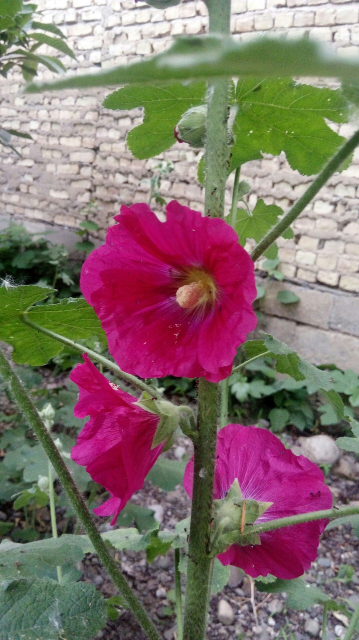 khatmii