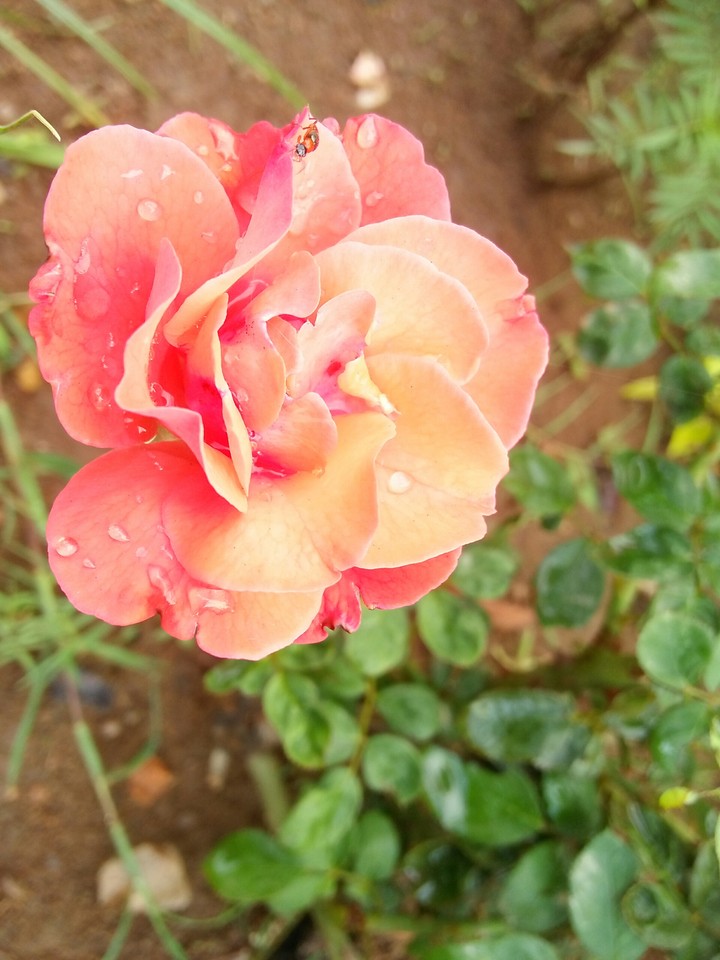 rose