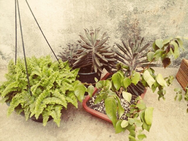 As plantas em Armonia