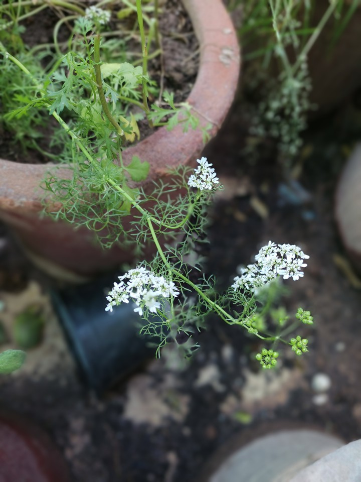 Green Plants