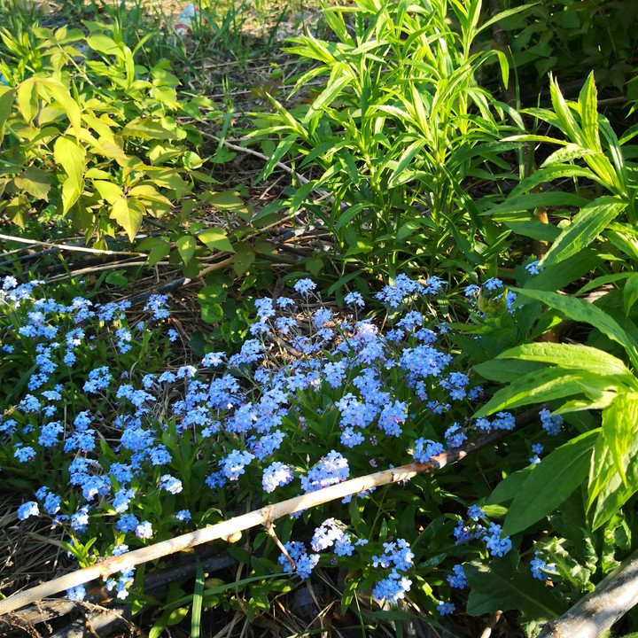 spring