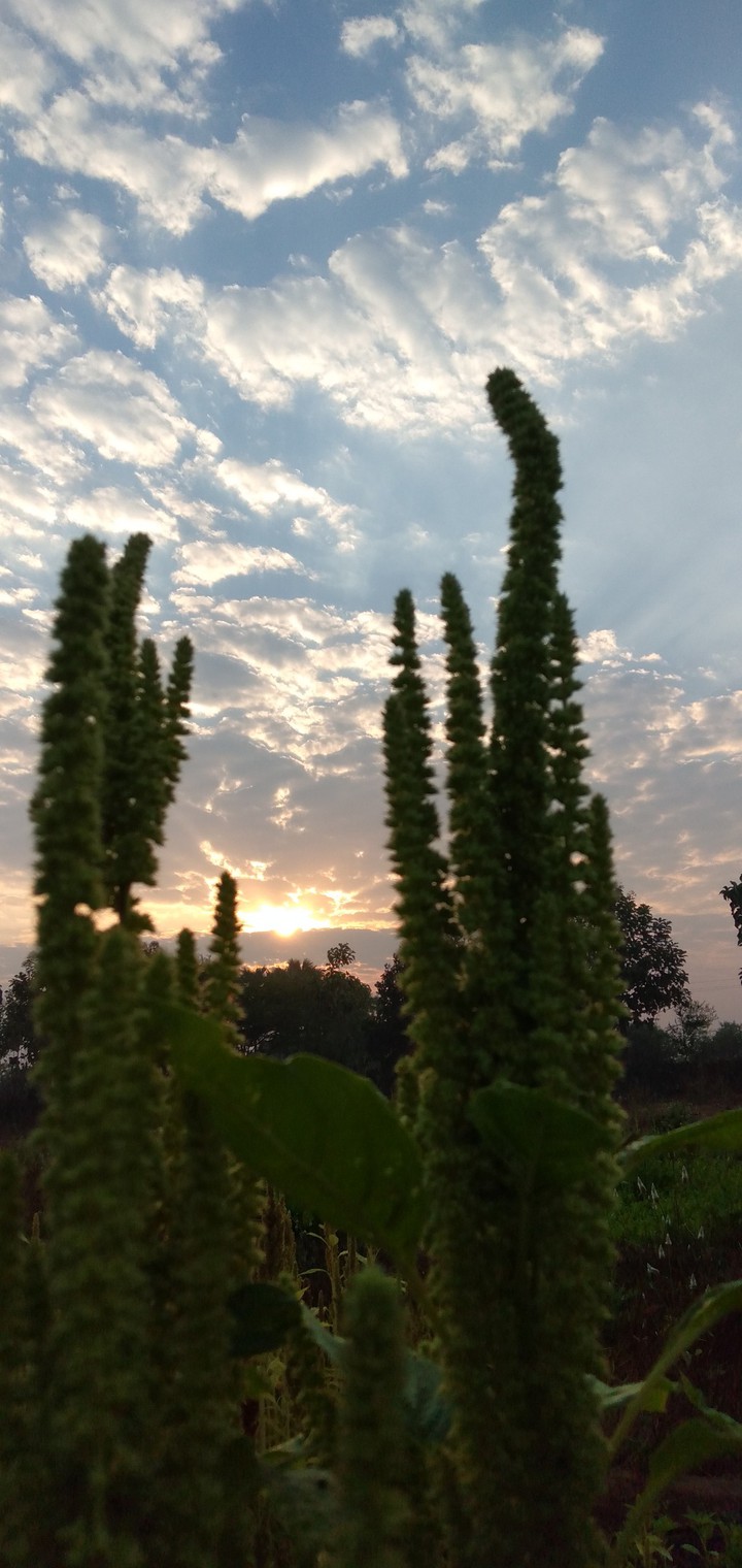 Morning Time Sun and Nature
