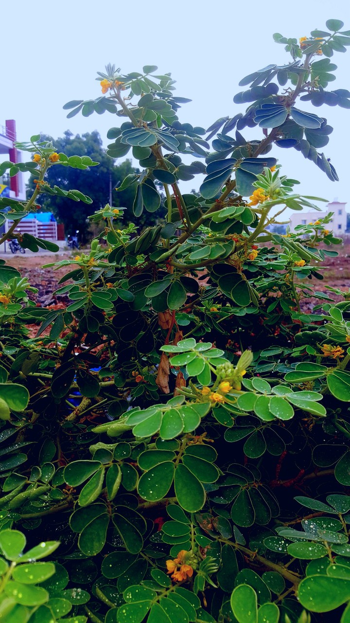 nature