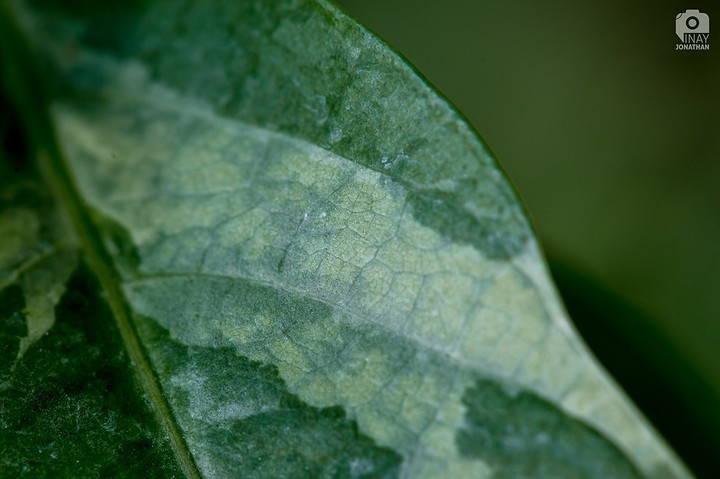 Nature Patterns