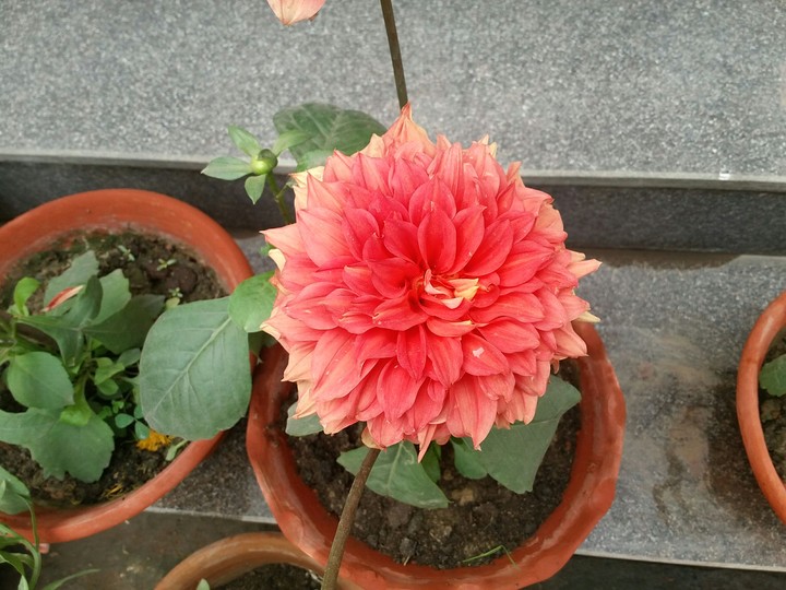 bloom