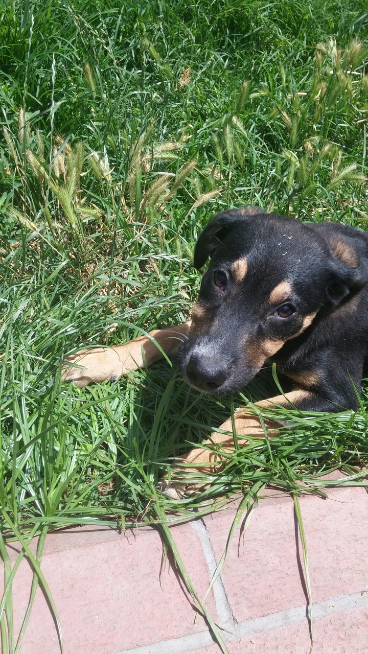 dog black