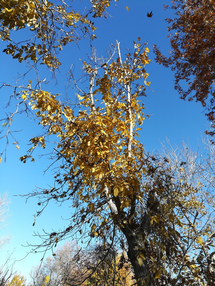 fall