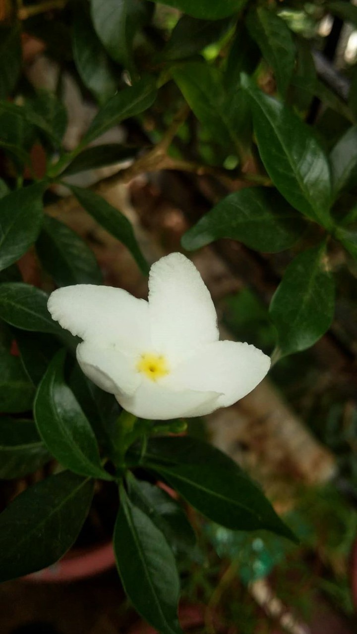 flower