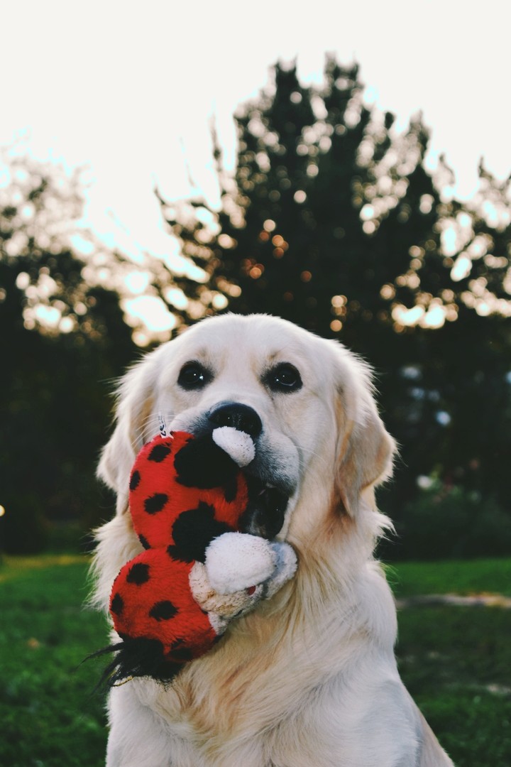 Dog