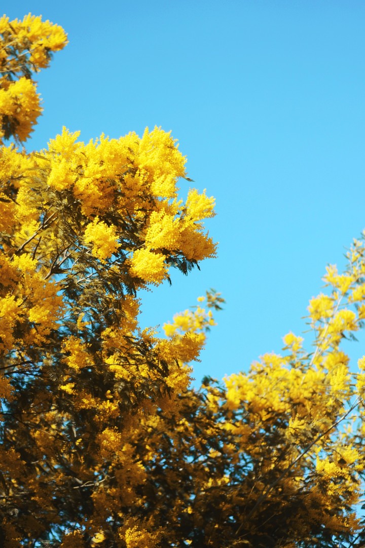 spring