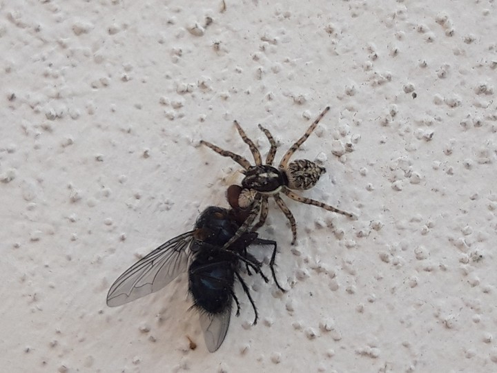 spider attack
