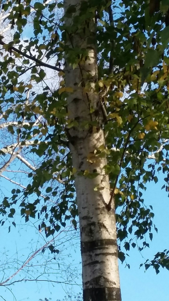 Birtch Tree Green