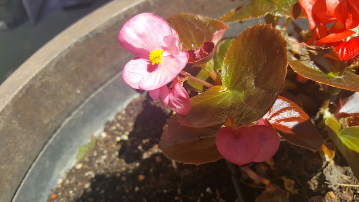 Small Pink Flowers