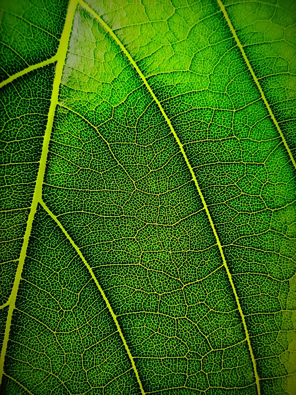 leaf patterns