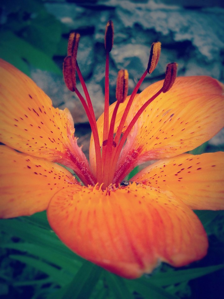 Beautiful Flower In Mother's Garden..