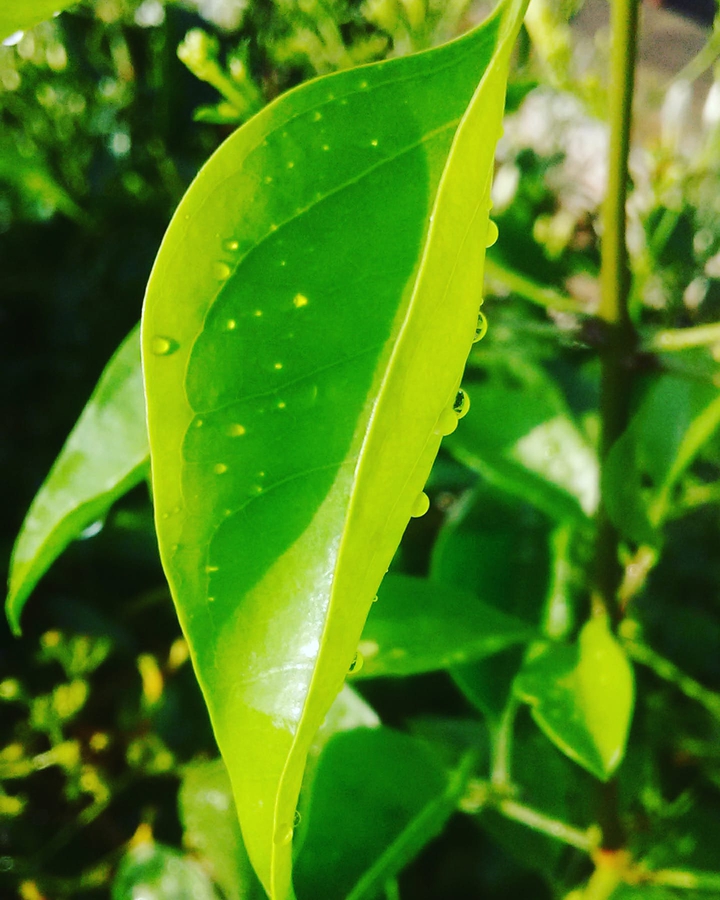 Nature