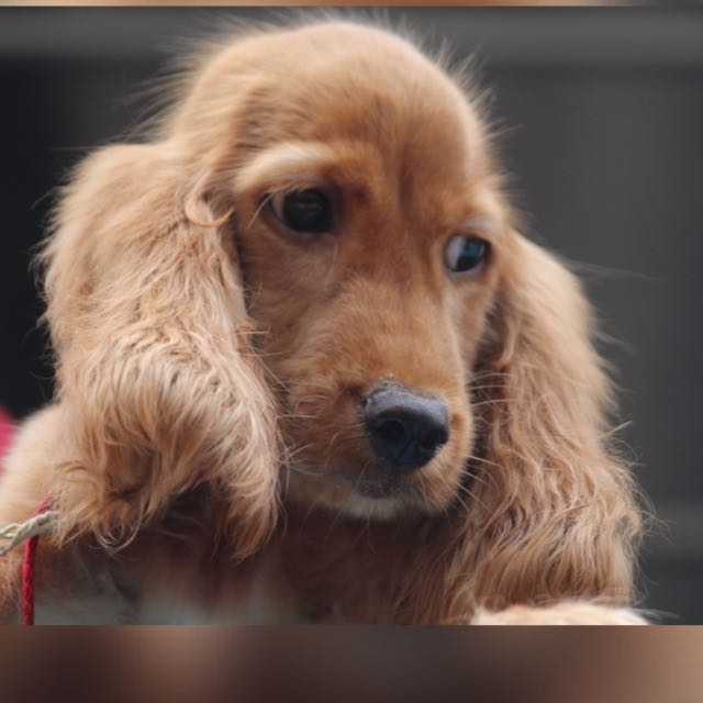 #Dog   #Browny