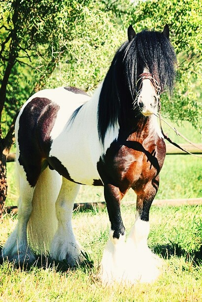 Beautiful Horse