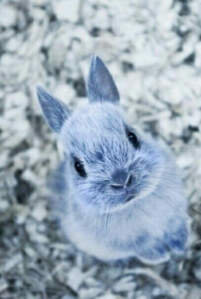 Rabbit