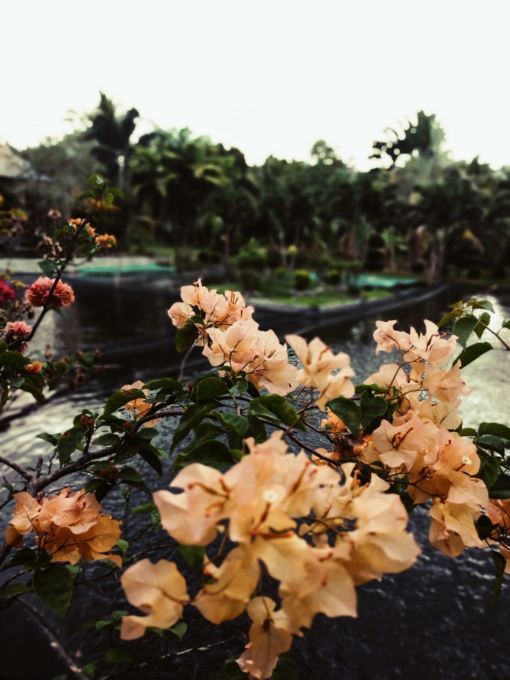 flowers by the lake