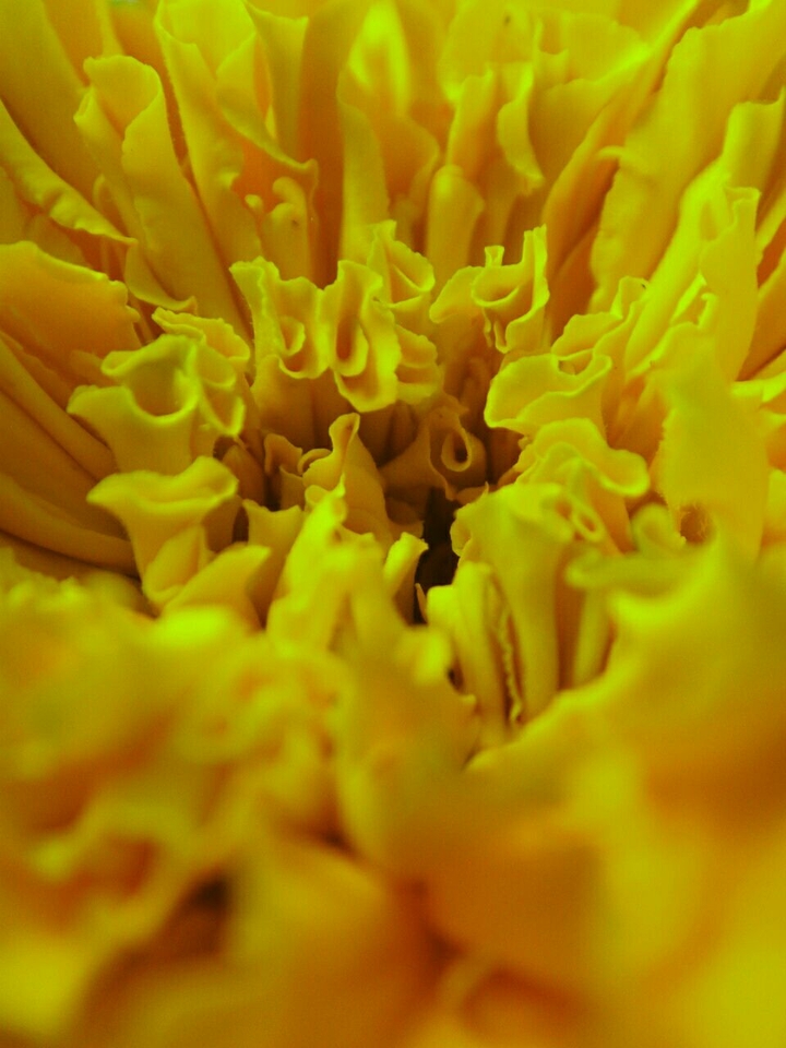close up of a marigold flower