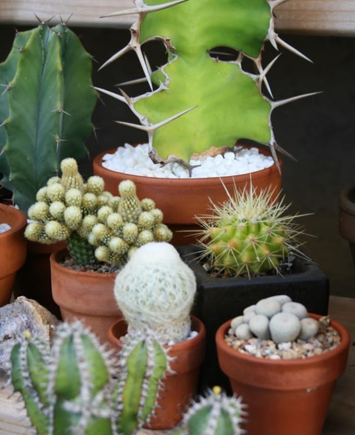 cactus